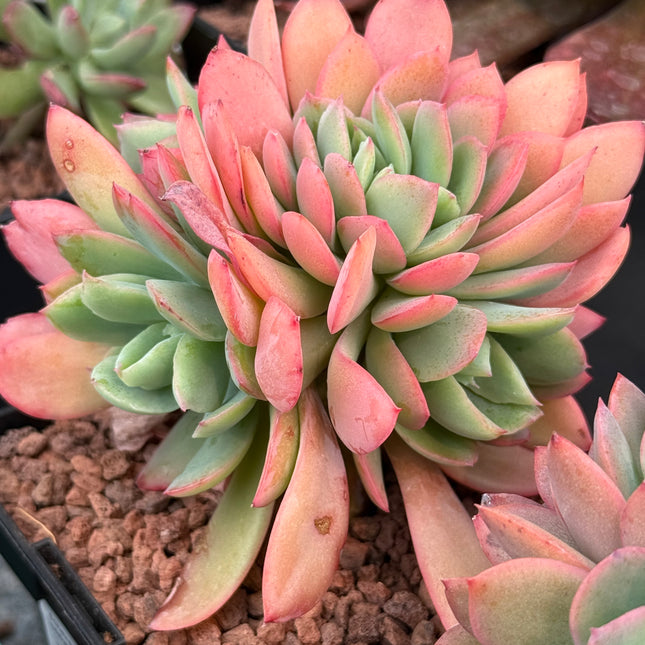 Echeveria ‘Luelle’ f. cristata