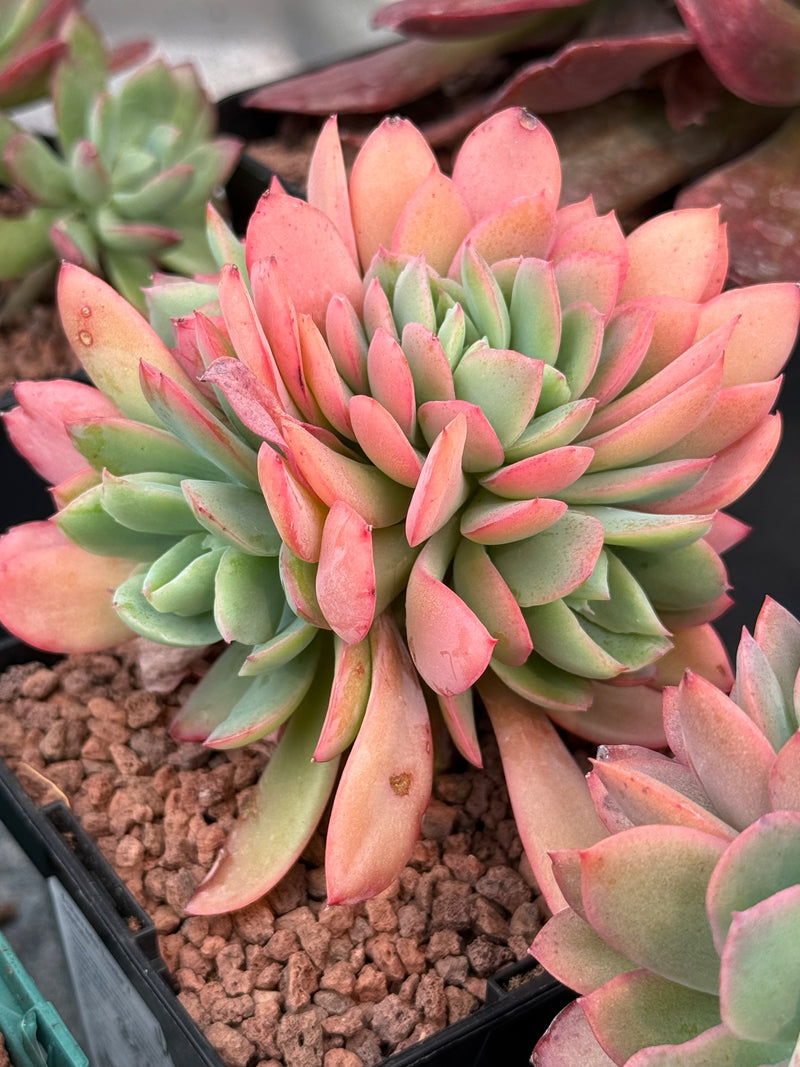 Echeveria ‘Luelle’ f. cristata