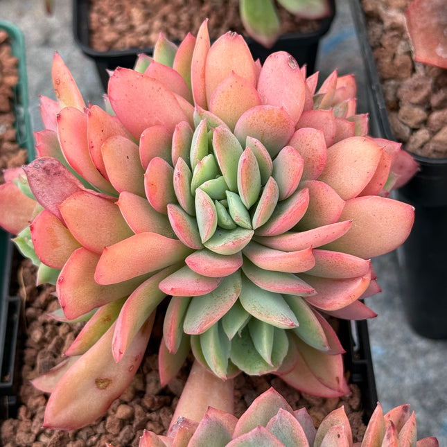 Echeveria ‘Luelle’ f. cristata