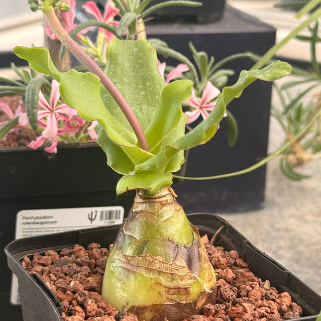 Ledebouria socialis