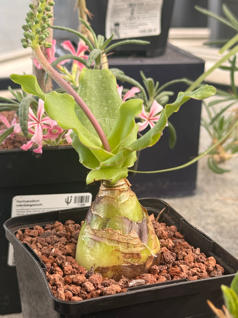 Ledebouria socialis