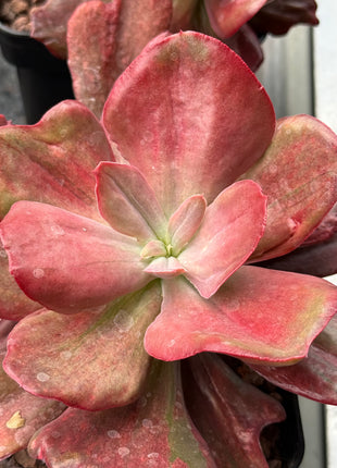 Echeveria 'Diamond State' f. variegate