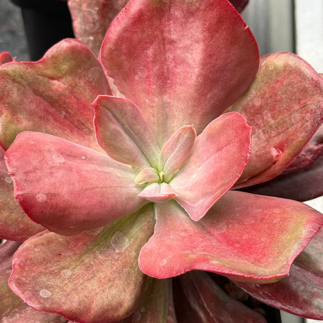 Echeveria ‘Diamond State’ f. variegata