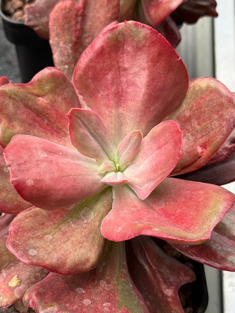 Echeveria ‘Diamond State’ f. variegata