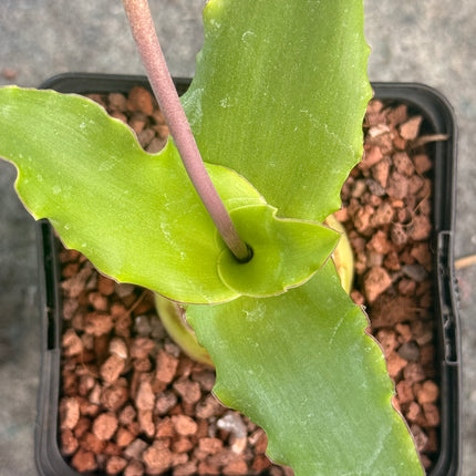 Ledebouria socialis