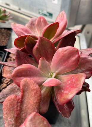 Echeveria 'Diamond State' f. variegate