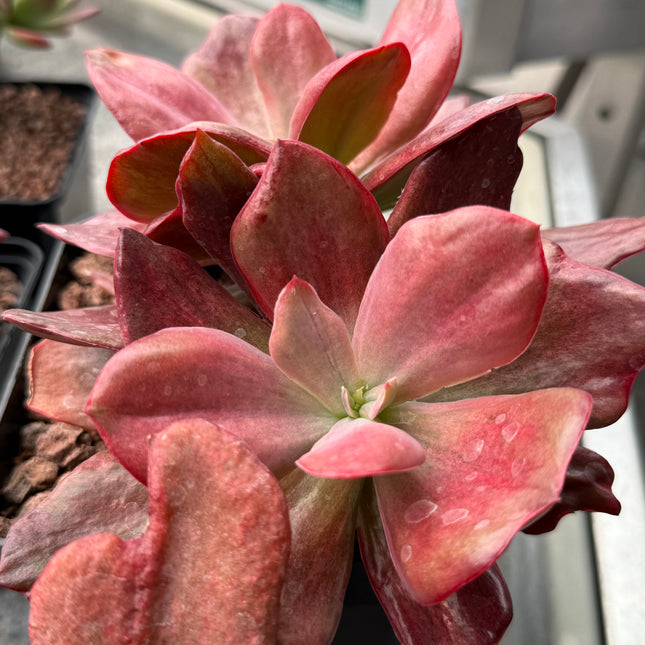 Echeveria ‘Diamond State’ f. variegata