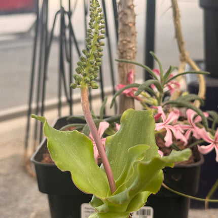 Ledebouria socialis