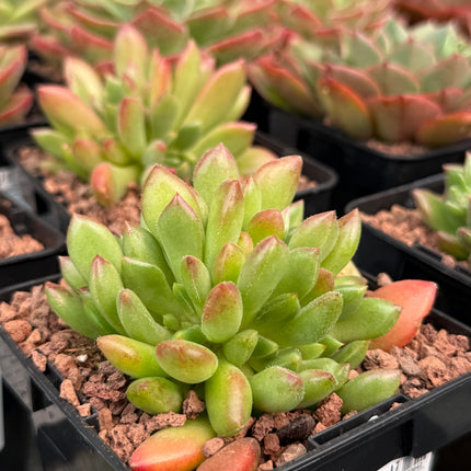 Echeveria 'Frida Kahlo'