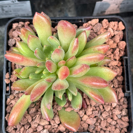 Echeveria 'Frida Kahlo'