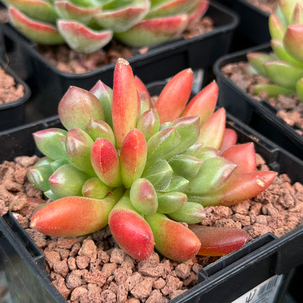 Echeveria 'Frida Kahlo'