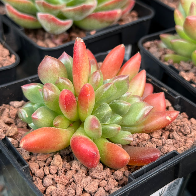 Echeveria 'Frida Kahlo'