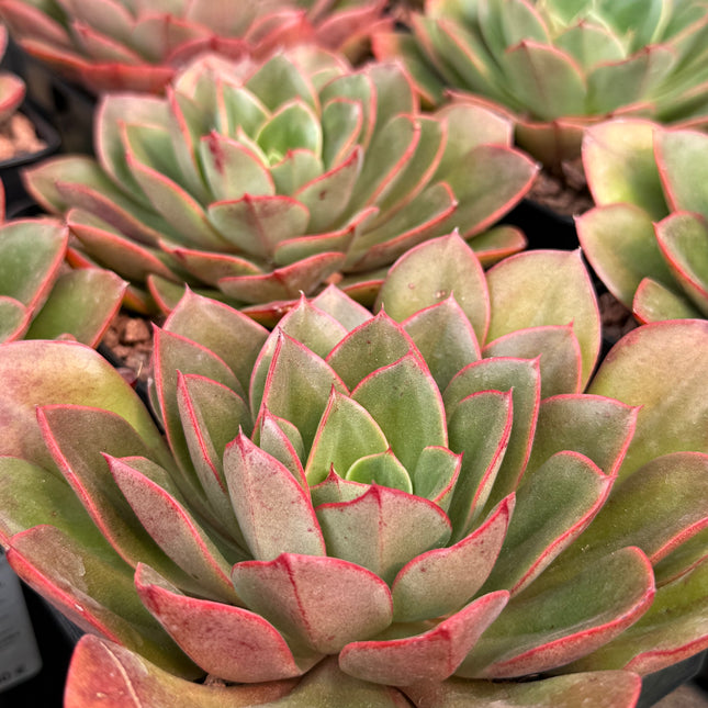 Echeveria longissima var. brachyantha