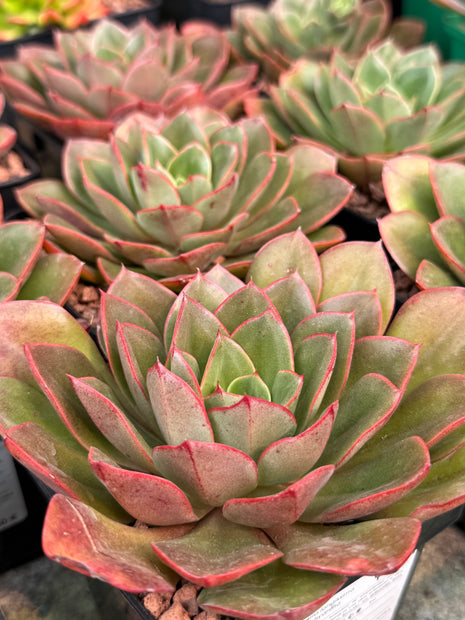 Echeveria longissima var. brachyantha