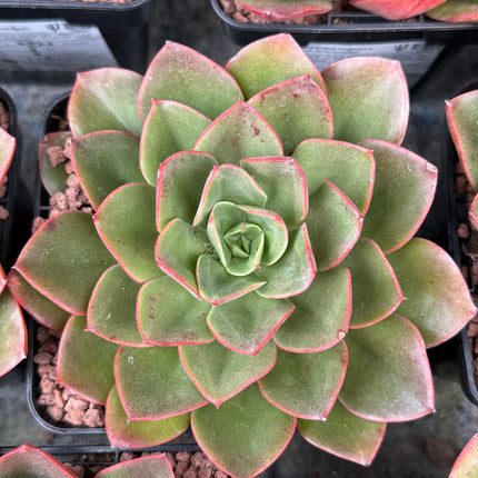 Echeveria longissima var. brachyantha