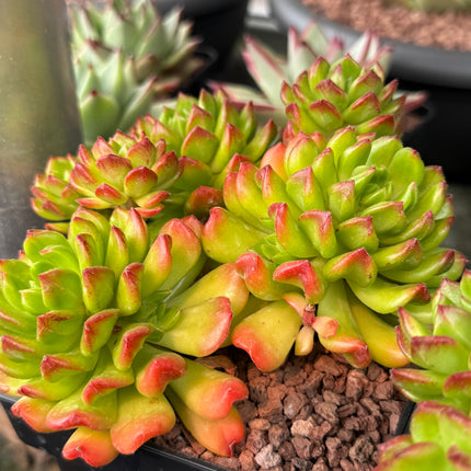Echeveria 'Red Lantern'