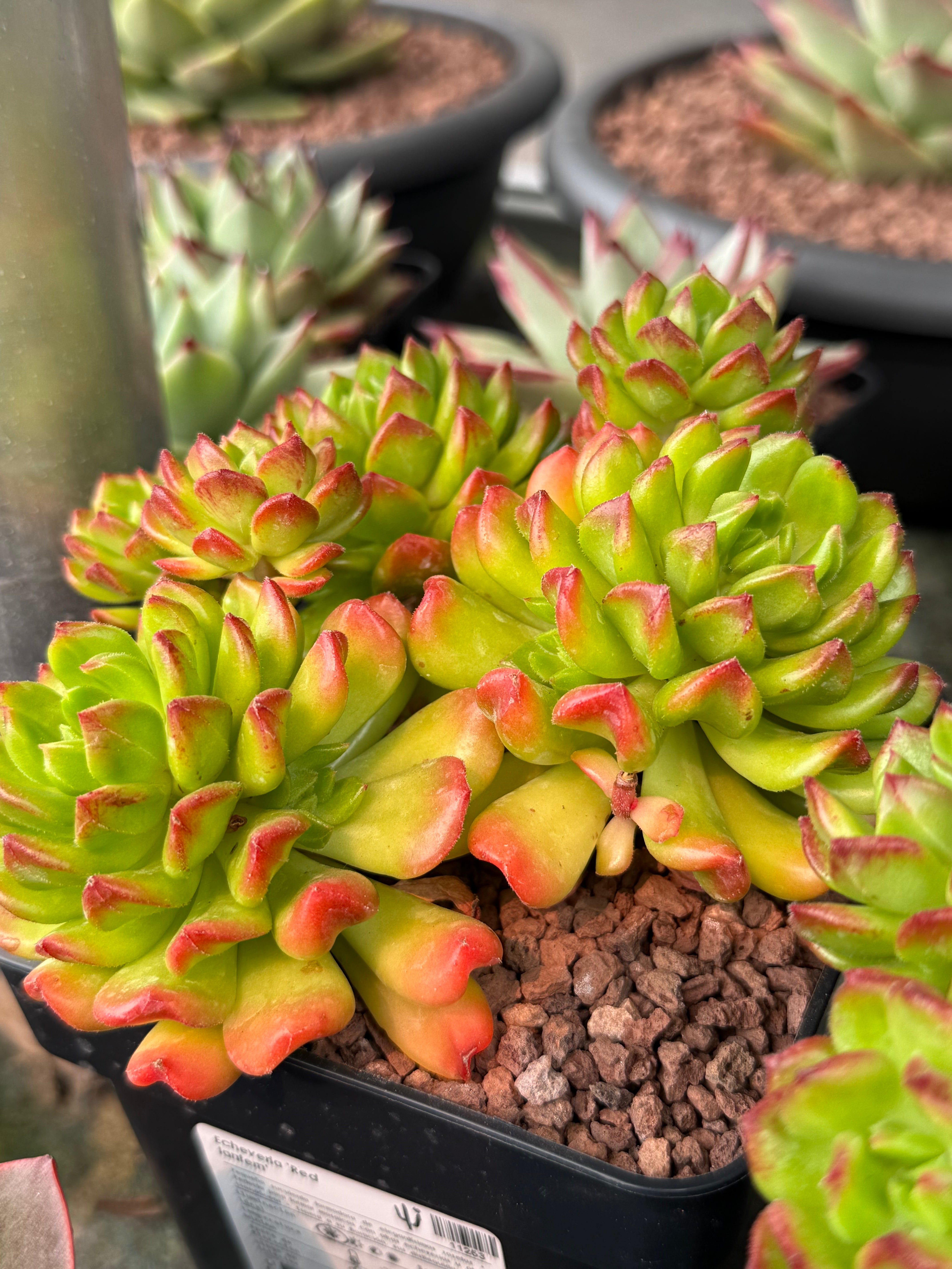 red lantern succulent Echeveria 'Red Lantern' – DesertSTORE.es