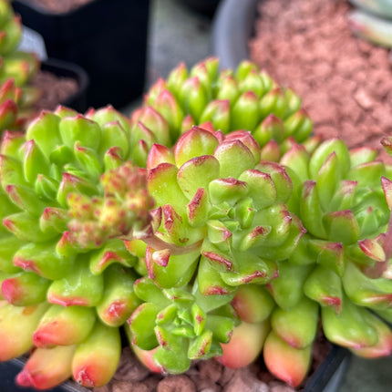 Echeveria 'Red Lantern'