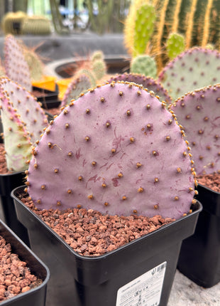 Opuntia santa-rita