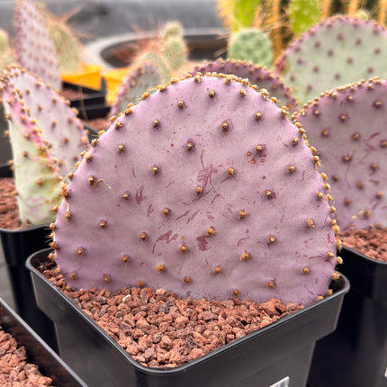Opuntia santa-rita