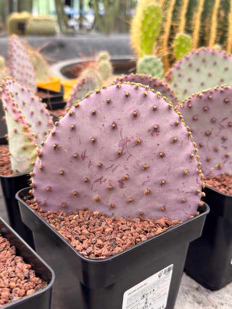 Opuntia santa-rita