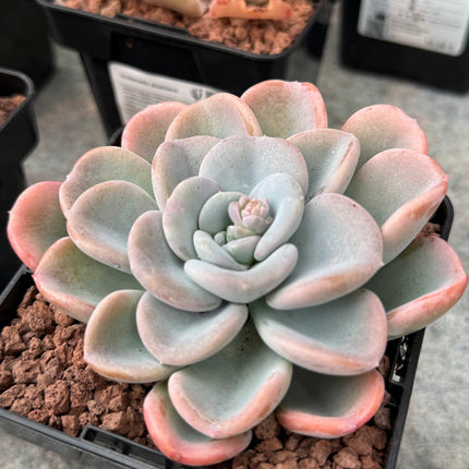 opal succulent Echeveria Opalina – DesertSTORE.es