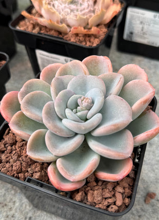 Echeveria Opalina