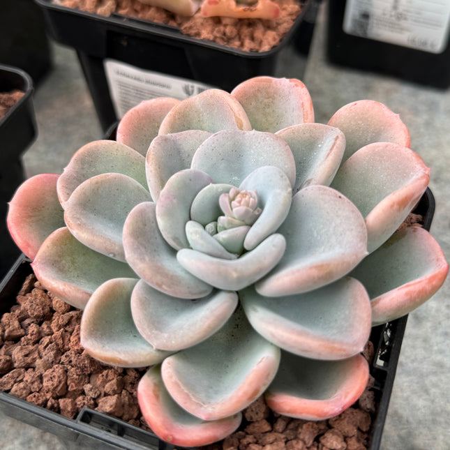 Echeveria Opalina