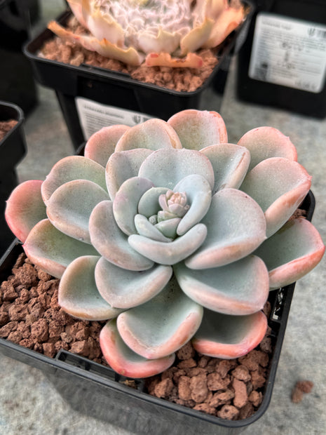 Echeveria Opalina