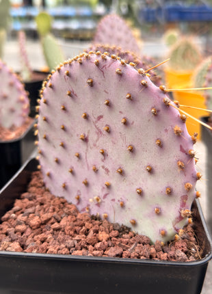 Opuntia santa-rita