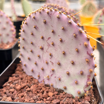 Opuntia santa-rita