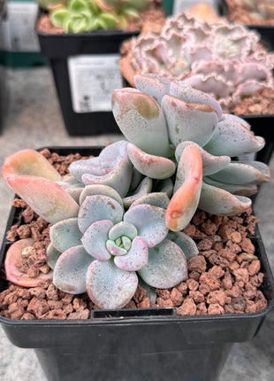 Echeveria Opalina