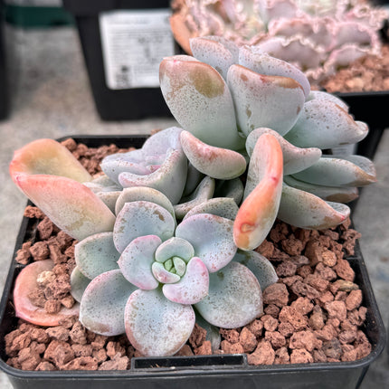 Echeveria Opalina