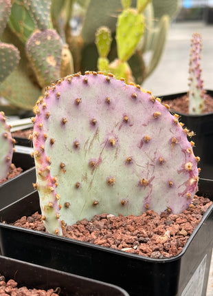 Opuntia santa-rita