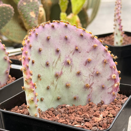 Opuntia santa-rita