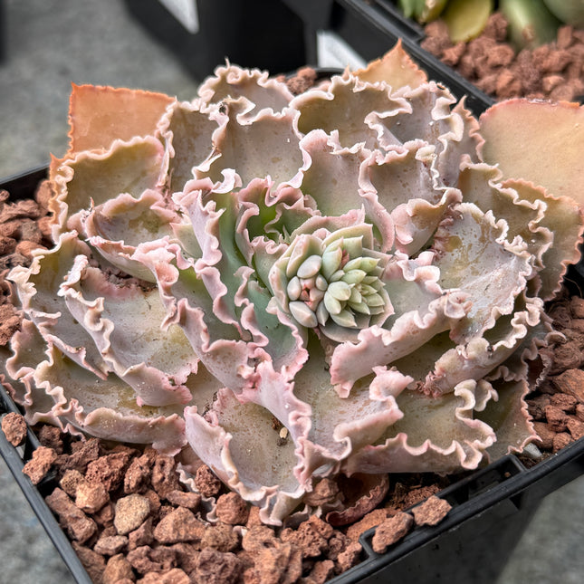 Echeveria shaviana