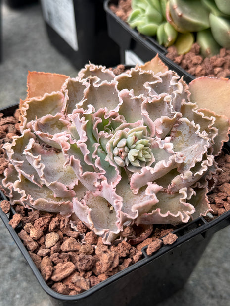 Echeveria shaviana