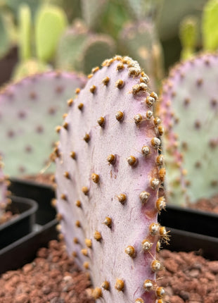Opuntia santa-rita