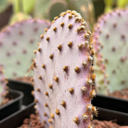 Opuntia santa-rita