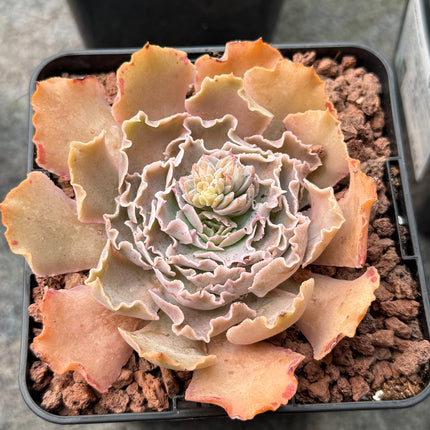 Echeveria shaviana