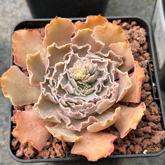 Echeveria shaviana