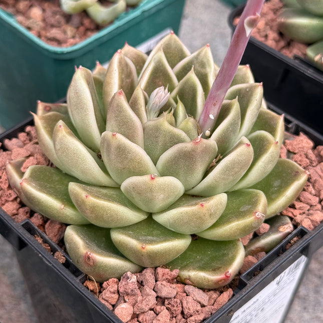 Echeveria ‘Anubis’