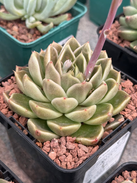 Echeveria ‘Anubis’