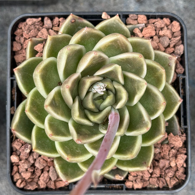 Echeveria ‘Anubis’