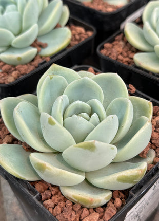 Echeveria ‘Monroe’