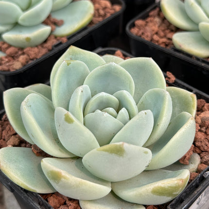 Echeveria ‘Monroe’