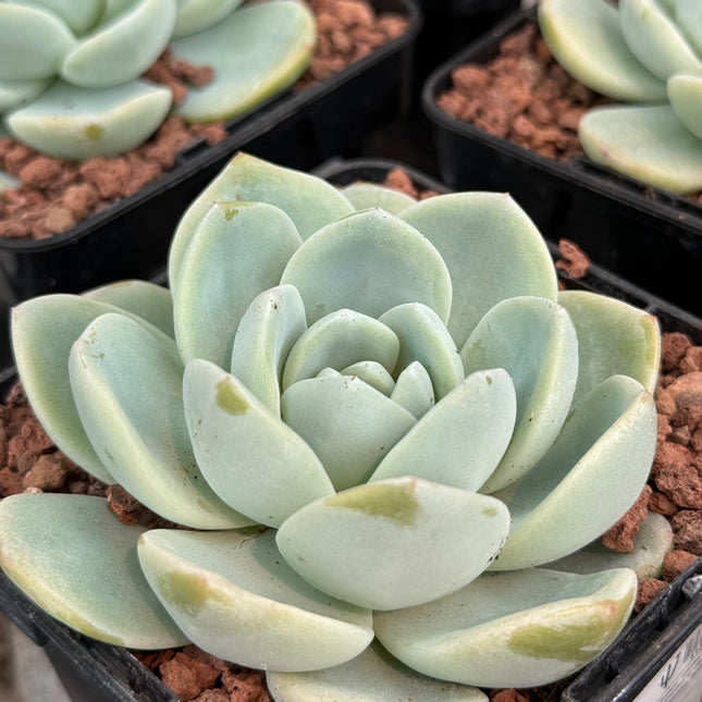 Echeveria ‘Monroe’