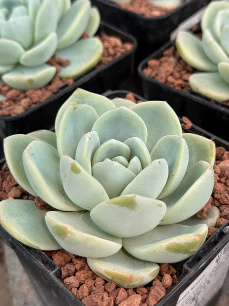 Echeveria ‘Monroe’