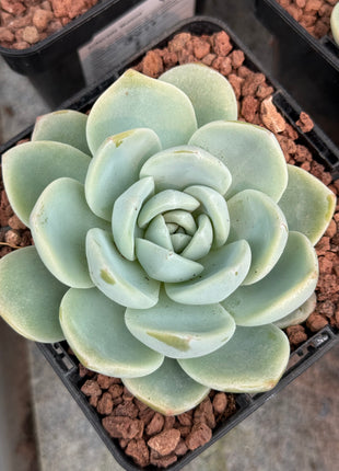 Echeveria ‘Monroe’
