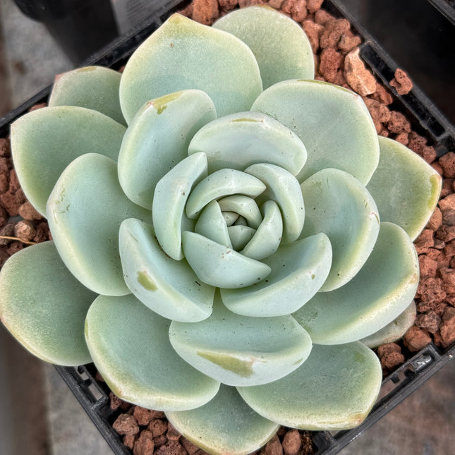 Echeveria ‘Monroe’